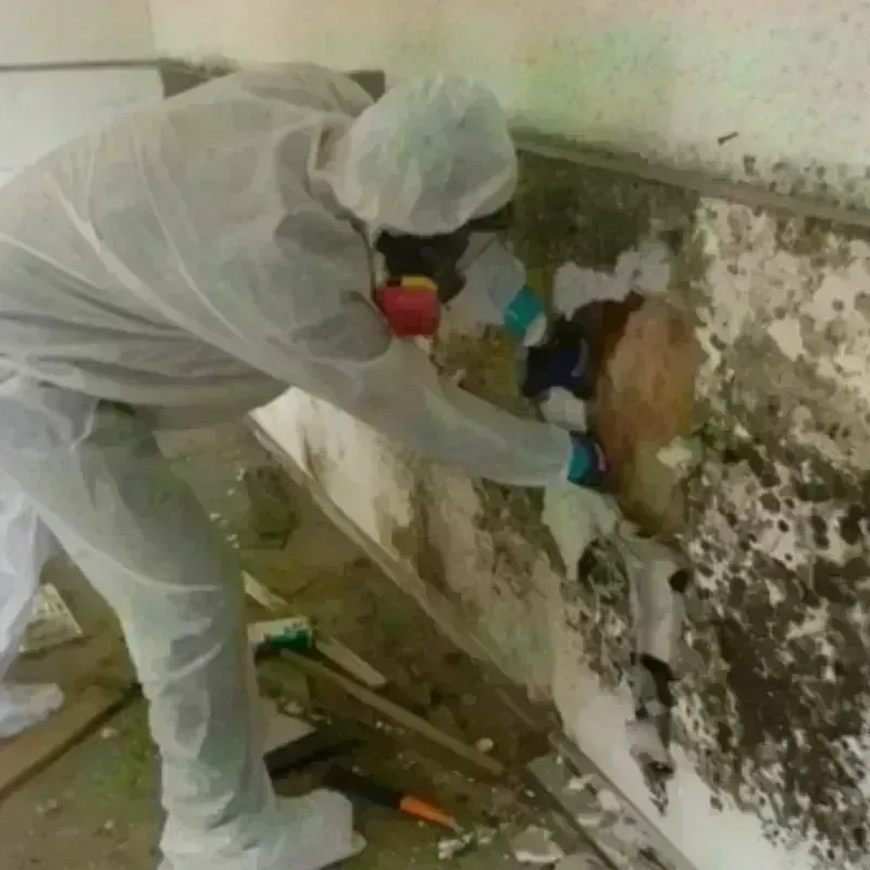 Mold Remediation and Removal in Claycomo, MO